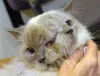 Os gatos Janus, como o Frankie and Louie, apresentam duas faces em uma mesma cabeça