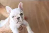 O Bulldog Francês branco não costuma ter outro tom na pelagem, mas a cor não é reconhecida oficialmente