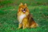 O Lulu da Pomerânia é um super companheiro para o dono