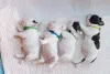 Bulldog Francês filhote: uma mesma ninhada pode ter animais de cores diferentes