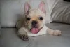 Evite atividades fí­sicas muito pesadas com o Bulldog Francês