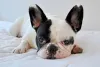 O Bulldog Francês tem as manchas na pelagem como um de seus maiores charmes