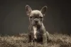 Bulldog Francês cinza com branco: fofura irresistí­vel!