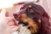 O que significa sonhar com cachorros: se ele lamber a sua mão no sonho, é sinal de prosperidade