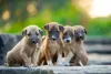 Sonhar com cachorros filhotes indica a necessidade de mudanças