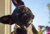 O Bulldog Francês é atencioso e carinhoso com os tutores
