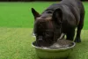 O Bulldog Francês precisa se manter bem hidratado nos dias de calor