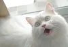 Sonhar com gato atacando pode significar instabilidade emocional em um futuro próximo