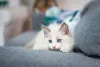 Sonhar com gato branco filhote indica que o amor que você planta retornará para você 