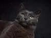 Sonhar com gato preto costuma refletir como você se sente