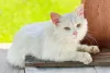 Sonhar com gato branco é sinal de muito amor e alegria na sua vida