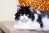 Sonhar com gato preto e branco é um sinal de que tudo vai dar certo