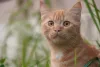 Sonhar com gato amarelo indica a necessidade de avaliar seu apego com bens materiais