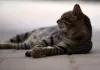 Sonhar com gato rajado é um sinal de que alguma coisa precisa mudar