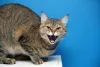 Sonhar com gato bravo é um reflexo de rancor e sentimentos negativos