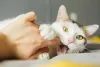 Sonhar com gato mordendo indica que você deve resolver conflitos existentes