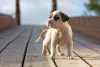 Filhtoe de Pitbull passeando por ponte