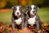 Dois filhotes de Pitbull branco e preto lado a lado