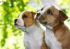 Dois filhotes de Pitbull olhando levemente para cima