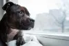 Pitbull tigrado olhando pela janela