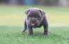 Filhote de Pitbull cinza com a língua de fora
