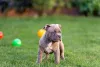 Filhote de Pitbull parado na grama olhando para o lado