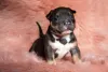 Filhote de Pitbull recém-nascido com fundo rosa