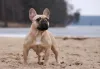 O Bulldog Francês sempre vai dar o alerta necessário se achar que você está em perigo