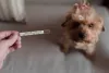 Saúde de cachorro: leishmaniose visceral pode se manifestar com febre e outros sintomas