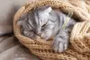 O gato amuado e com febre pode ser sinal de várias doenças, como FIV e FeLV