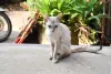 Gato emagrecendo e sem apetite pode estar relacionado com a PIF felina