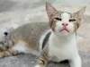 Doença de gato: sintomas da clamidiose podem ser confundindos com gripe