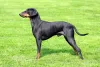 Cães Terrier: o Manchester Terrier é originário da Inglaterra