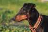 Manchester Terrier: cachorro tem uma pelagem única