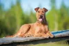 Raça de cachorro Terrier Irlandês sempre tem uma pelagem avermelhada