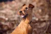 Os pelos desse cachorro Terrier são ásperos