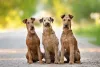 Os cães Terrier Irlandês tendem a ser um pouco imprudentes