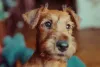 O cachorro Terrier Irlandês é um amigo para todas as horas