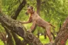 Cachorro da raça Terrier Irlandês é bem atlético