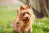 As raças de cachorro Terrier Australiano e Yorkshire se parecem muito
