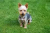 Cachorro Terrier Australiano é uma fofura