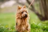 Esse é um dos menores cães Terrier que existem