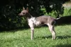 Nessa raça, cachorro Terrier precisa ser protegido do sol