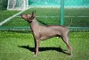 Raças de cachorro Terrier Americano são excelentes companhias