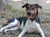 Existe cachorro Terrier Brasileiro, e ele é chamado de Fox Paulistinha