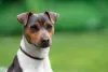 Raça de cachorro Terrier: o Fox Paulistinha é tricolor