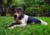 Esse cachorro Terrier pode ser um tanto territorialista
