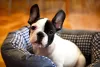 O Bulldog Francês vive bem em espaços pequenos, como apartamentos