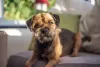 Cães Terrier: o Border Terrier é muito peludinho