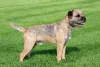 Border Terrier: cachorro tem um espírito explorador
